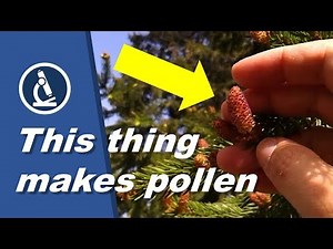 🔬 046 - Pollen microscopy with a DIY slide ringing table | Microscopy