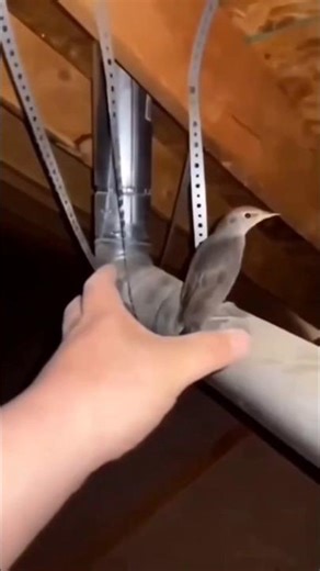 Bird Screaming Meme 2 #funny #viral #trending #shorts
