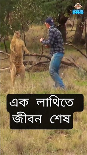 One kick breaks the ribs and shatters! 😱🦘
