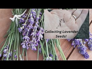 How to Save Lavender Seeds~Quick & Simple!
