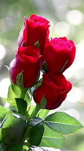 Beautiful Roses | Roses