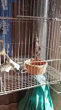 Myna Bird Rescue 🐣❤️ #shorts
