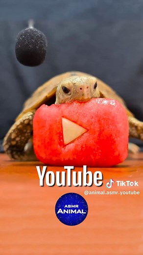 Animal ASMR trên TikTok
