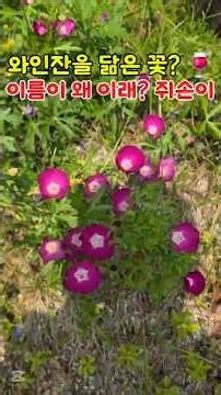 마당에 꼭 심어야 할 초여름 야생화, 와인컵 쥐손이 #와인컵쥐손이 #야생화 #마당가꾸기 #정원가꾸기 #꽃기르기 #초여름꽃 #shorts #꽃말 #가드닝 #꽃마루뜰 #플랜테리어