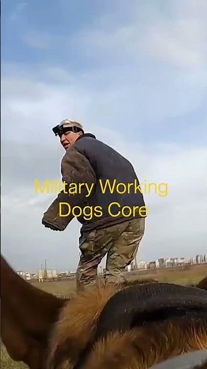 Do you have a military dog?