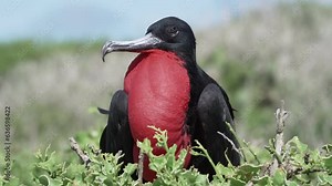 Magnificent frigatebird, Fregata magnificens, a big black seabird with a characteristic red gular sac. Male frigate bird nesting with inflated sack, galapagos islands, Ecuador, South America.