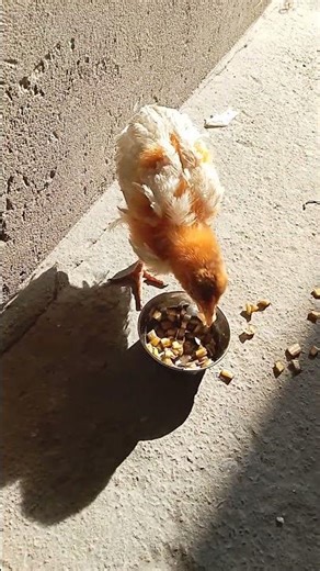small chicks eating food