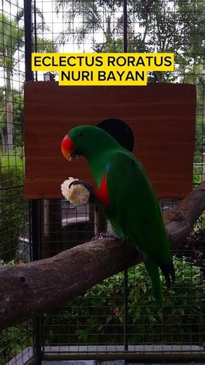 Eclectus Parrot eating - Nuri Purbasari Pancuran Mas #burungnuri #nuribayan