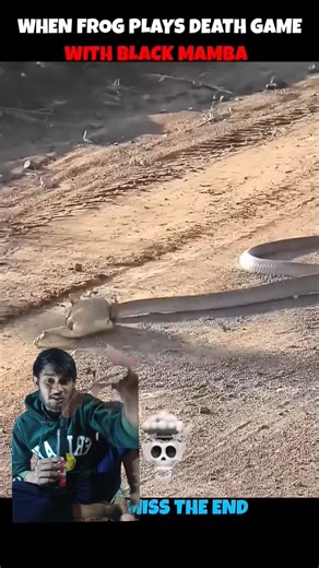 Snake 🐍 eating 🍴 frog 🐸 #viral