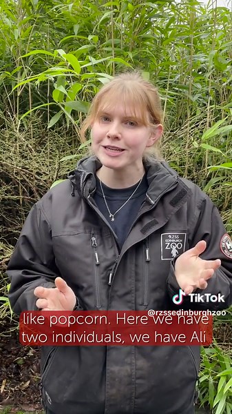 Discover the Unique Smell of Binturongs at Edinburgh Zoo