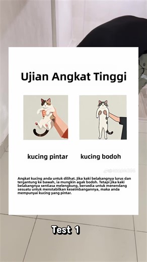 Kucing Putih: Bodoh atau Lucu?