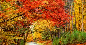 Best Fall Foliage Maps to Track Peak Leaf Color in 2025