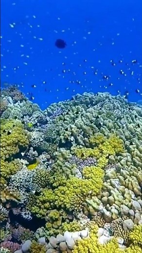 The Sargasso Sea: A Shoreless Oasis | The Atlantic's Unique Floating Ecosystem