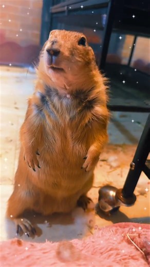 Have you ever seen how adorable prairie dogs are together? 🐿️💛
