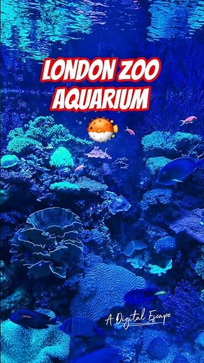 Exploring the London Zoo Aquarium: Must-See Highlights #travelinlondon #london #shorts