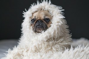 Parler météo en québécois : 5 expressions - TOME 2 - MétéoMédia