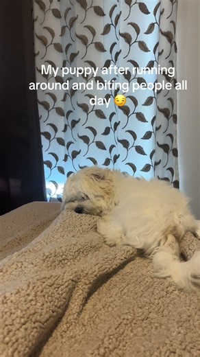 Cute baby sleeping 😴 #maltese #youtube
