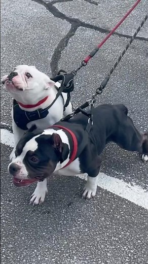 Micro Bully Breeder ($800 Pups)