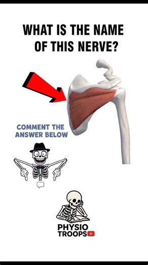 Physio Troops on Instagram: "Rotator Cuff Muscles made EASY 💪🦴 SITS muscles = Shoulder stability secret 🔑 Save & share with your study partner 📚 Rotator cuff muscles help in shoulder stability and movements. Remember SITS: • Supraspinatus • Infraspinatus • Teres Minor • Subscapularis Best explained for physiotherapy & medical students in a simple way. Learn anatomy without fear 😄 Follow for more anatomy reels ✨ rotator cuff muscles, SITS muscles, shoulder anatomy, rotator cuff anatomy, uppe