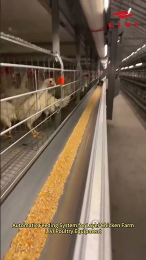 Automatic Feeding System for Layer Chicken Farm | LIVI Poultry Equipment