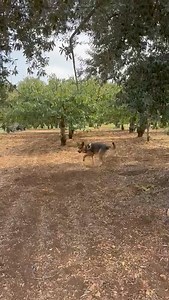 Aggiornamento del 27 settembre : Ringraziamo per le tantissime condivisioni . Purtroppo non abbiamo avuto neanche una richiesta per Ray ! Possibile che non esiste una persona , dico una , che voglia amarlo per sempre ??? Vi preghiamo di di aiutarci a liberarlo. Ray è sano , va perfettamente al guinzaglio , è un pastore bellissimo . Vi preghiamo di aiutarci , non può restare chiuso in un box ! Lui adora giocare al riporto , con palline , legnetti o pietroline . Ascolta il suo umano che segue atte