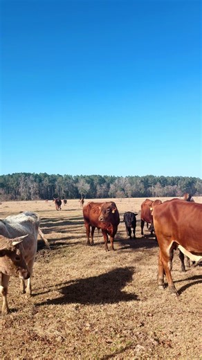 cutest neighbors ever | cute neighbor video