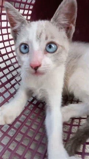 mn ei n entendo essa gata mn #originalideia#animaisfofos