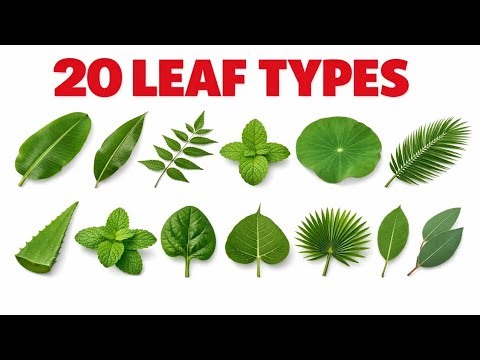 Top 20 Leaf Types for Kids | Easy Leaf Names with Examples 🌿 | Learn Leaves for Children