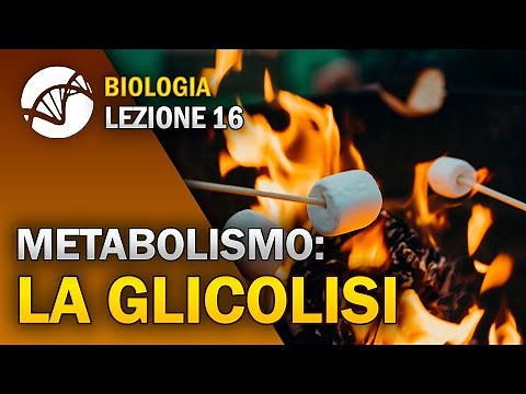 BIOLOGY - Lesson 16 - Glycolysis | Cellular Metabolism