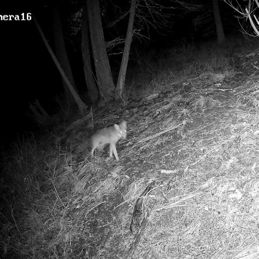 Coyote. 1/5/2026 #wildernessseason #mountainanimal #wildlife #coyote