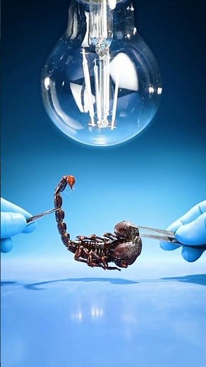 Black Scorpions Glow Green in UV Light | Scorpion Secret