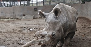 'Frozen Zoo' Puts Species at Risk on Ice (and Heats Up Debate)