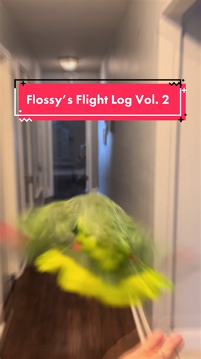 two and a half years in and she’s acing this flight thing 🤙🏻 #startedfromthebottomnowwehere #thistothis #amazonparrot #flightlog #parrot #birdlife #thebirdnerds #greenbird #parrotsoftiktok #amazon #birdlover #fypシ゚viral #foryou #bird #flossy