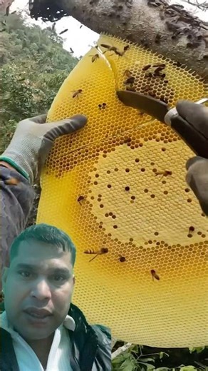 The procedure of honey collection