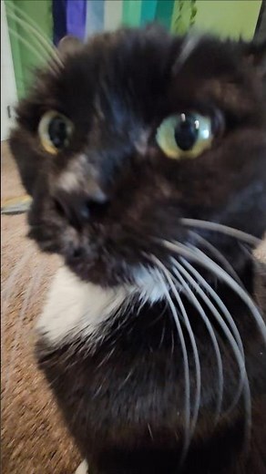 Lucy #cat #cats #pet