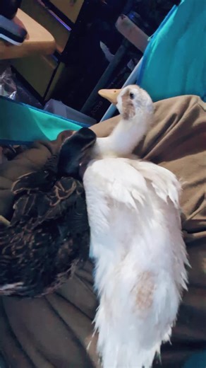 #babyducks #chicklit #ducklings #fyp