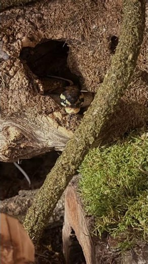 Ball python in bioaktive Terrarium