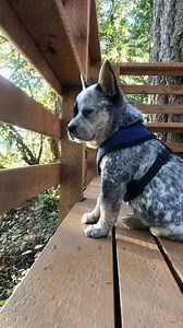Just a compilation of cute puppy Apollo memories! #cattledog #heeler #australiancattledog #cutepuppy | Apollo in the Wild