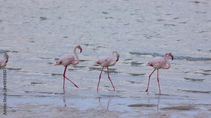 Greater Flamingo walking past in West Coast National Park