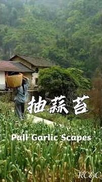 Garlic Scapes: From Field to Table • 3 Delicious Homemade Recipes