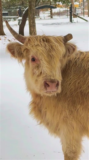 Discover the Joy of Life on a Funny Farm