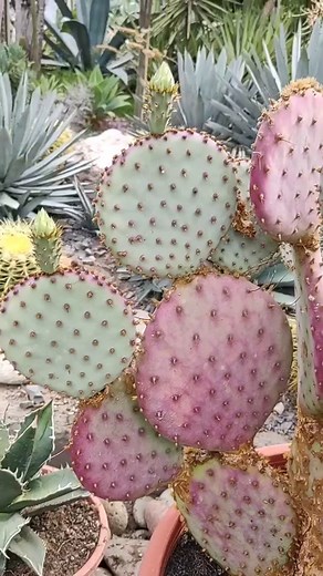3.6K views · 416 reactions | Hermosa Opuntia santa rita llena de pimpollos y flores, y con esas hermosas paletas color violeta... #opuntia #opuntiaflower #opuntiasantarita #yellowflower #cactusysuculentasargentina #cactusobsession #cactus #cactusdediego #cactusymate #cactisucculents #cacti #cactoslovers #cactos #cactusargentina #cactiflower #cactuscolors #flower #flores #cactusforinstagram #cactusflor | Los Cactus de Diego | Facebook