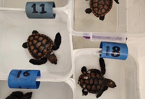 80 Hatchlings Rescued By Turtle Rescue Network During Cape Storm
