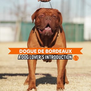 The Bordeaux: A Brawny French Breed Of Mastiff | Dogumentary TV