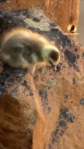 Duck think he can fly #wildanimal #wildlife #nature #animal #animals #wildlifephotography #wildanimals #wild #naturephotography #animalphotography #photography #bird #animallovers #naturelovers #canon #wildnature #animallover #birds #naturelover #squirrel #perfection #captures #wildlifephotographer #shots #world #art #wildlifeplanet #photooftheday #wildlifephoto #love | Wild Live Show