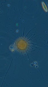 Alien or Amoeba? #biology #alien #science | Science into Images