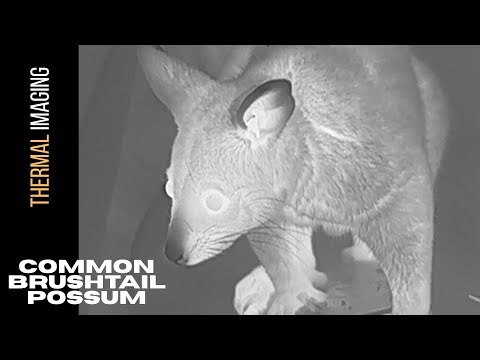 Top 20 Possum Facts!