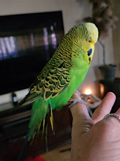 morning friends #fyp #parrots #happybird #funnybird #pet