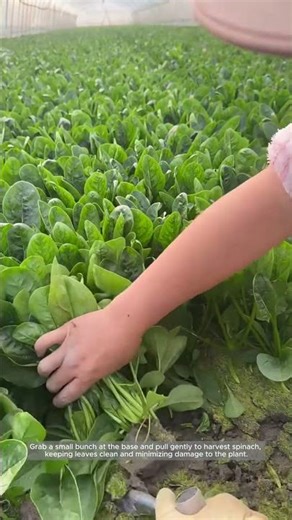 Hand-Harvesting Spinach: How to Pick It Right