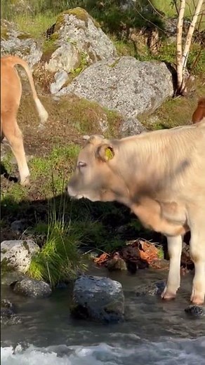 Sea Lion vs Crocodile: The Bite Battle